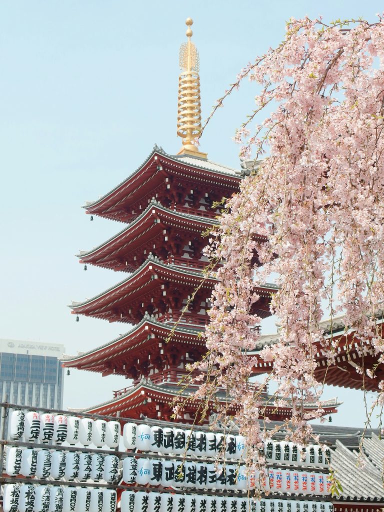 Cherry blossoms in full bloom framing the five-story pagoda at Sensō-ji Temple in Tokyo, Japan, with rows of traditional lanterns in the foreground and a clear blue sky overhead